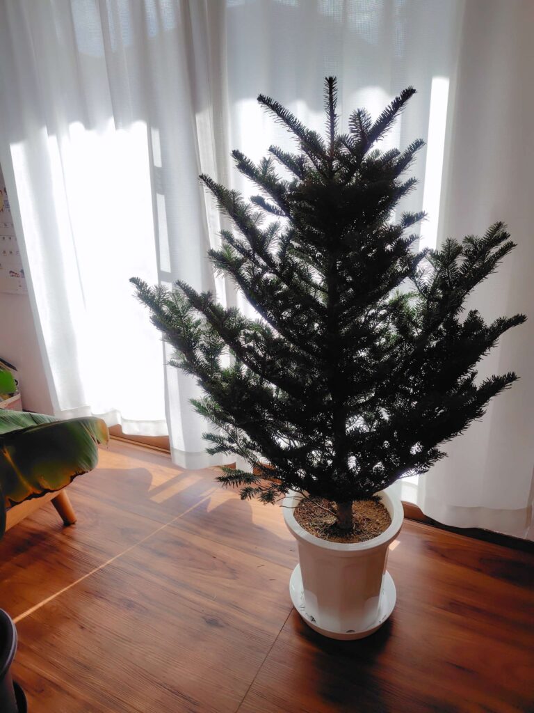 IKEA生モミの木売切れのため、モミの木の鉢植えをお迎え | フルイク