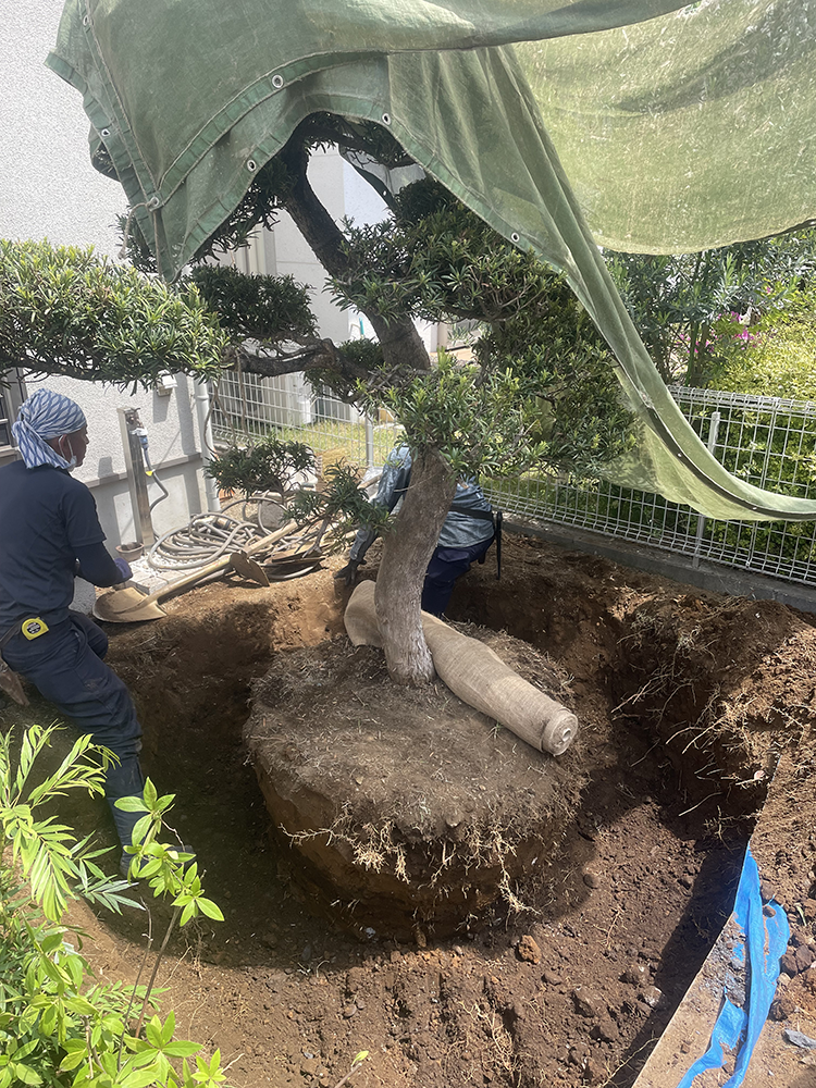 マキの移植｜植木屋ガーデンパートナー