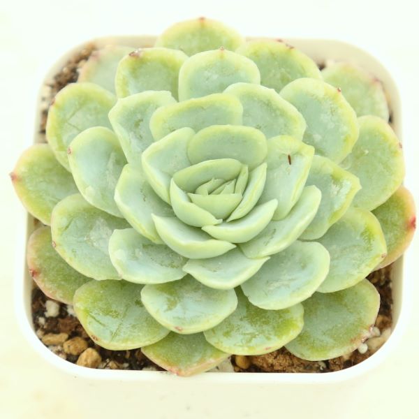 ◇多肉植物 エケベリア エレガンス 2.5寸苗 - ハニーミント本店