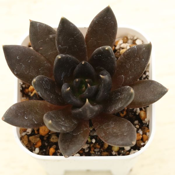 ◇多肉植物 エケベリア ダークローズ 2.5寸苗 - ハニーミント本店