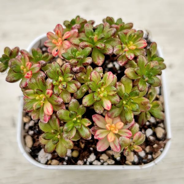 ○多肉植物 アエオニウム 小人の祭り錦 2.5寸苗 C1011 - ハニーミント本店