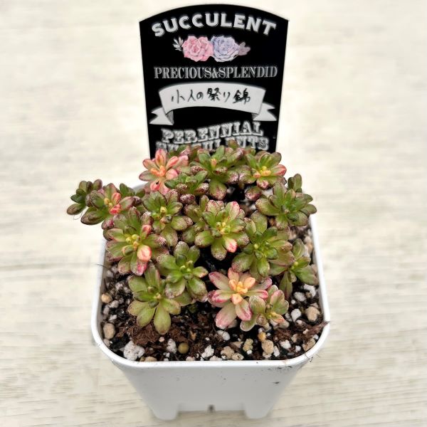 ○多肉植物 アエオニウム 小人の祭り錦 2.5寸苗 C1011 - ハニーミント本店