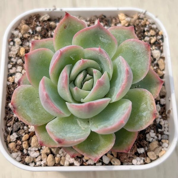 ○多肉植物 エケベリア シルエット 2.5寸苗 C6002 - ハニーミント本店