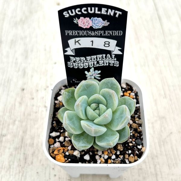 ○多肉植物 エケベリア K18 2.5寸苗 C4111 - ハニーミント本店