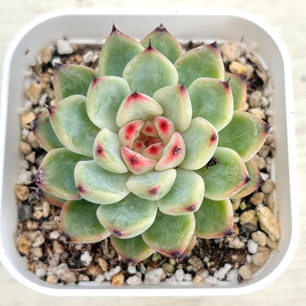 ○多肉植物 エケベリア スターシャインジェニー 2.5寸苗 Y3061