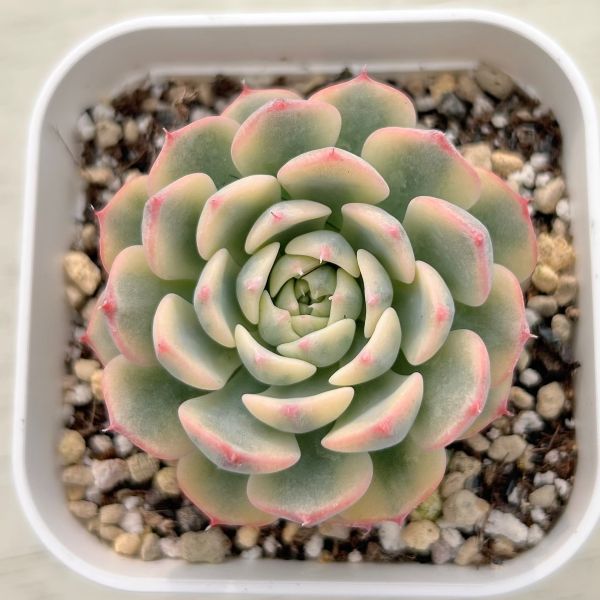 ○多肉植物 エケベリア ブルーミニマ錦 2.5寸苗 Y6027 - ハニーミント本店