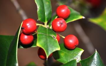 GKZ植物事典・セイヨウヒイラギ（西洋柊）