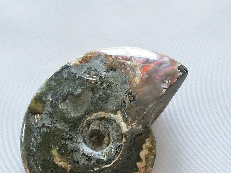 虹入りアンモナイト化石[T485-3030]