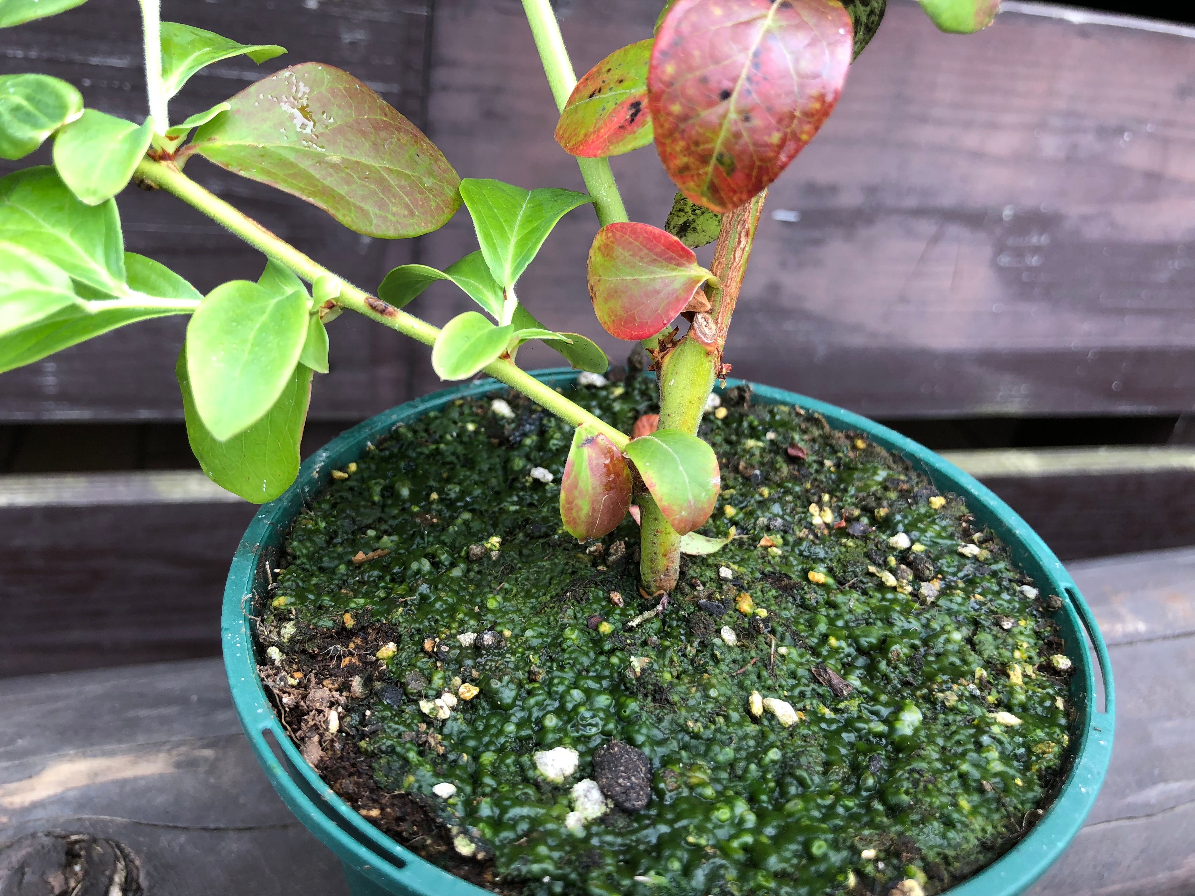 てしまの苗】 ブルーベリー苗 ミスティ 2年育成 1株 【人気】 | て