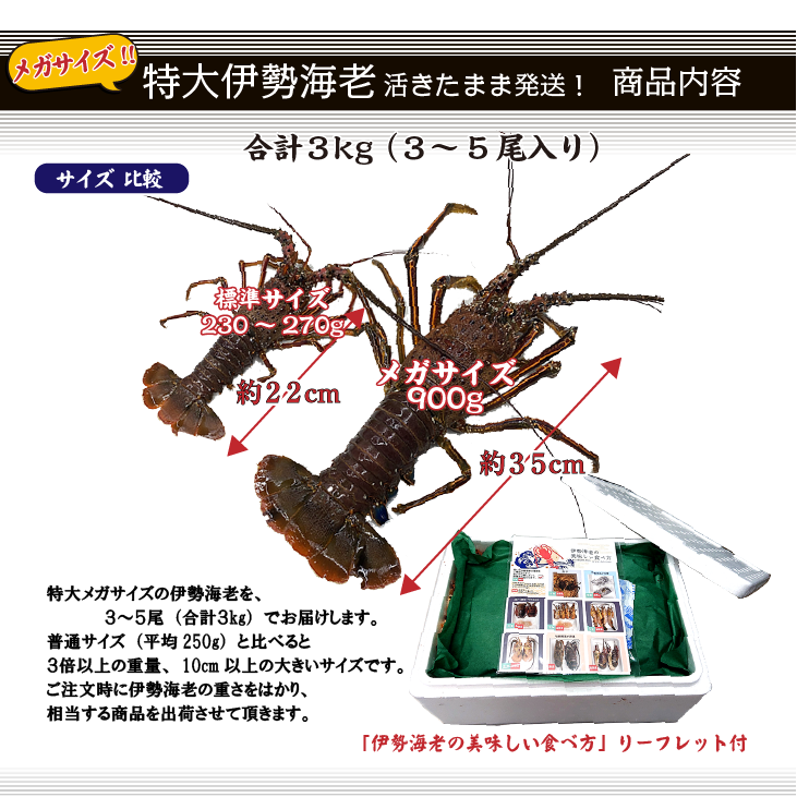 特大伊勢海老 活きたまま発送 メガサイズ 3～5尾入 3kg以上 ☆ [活伊勢