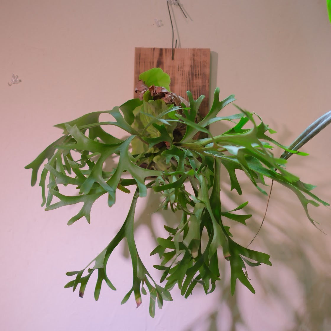 生命力あふれる観葉植物｜ビカクシダ・マウントキッチャクード（P.mt