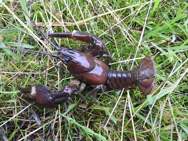 小野川湖のレイクロブスター ウチダザリガニ】: 「釣雨怪魚録」