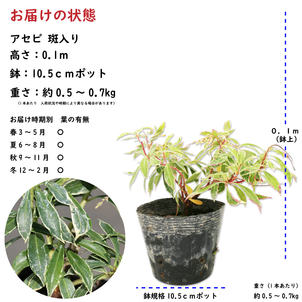 アセビ斑入り 苗木 販売 トオヤマグリーン