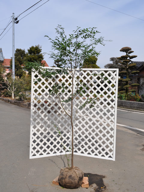 ハイノキ 苗木 販売 トオヤマグリーン