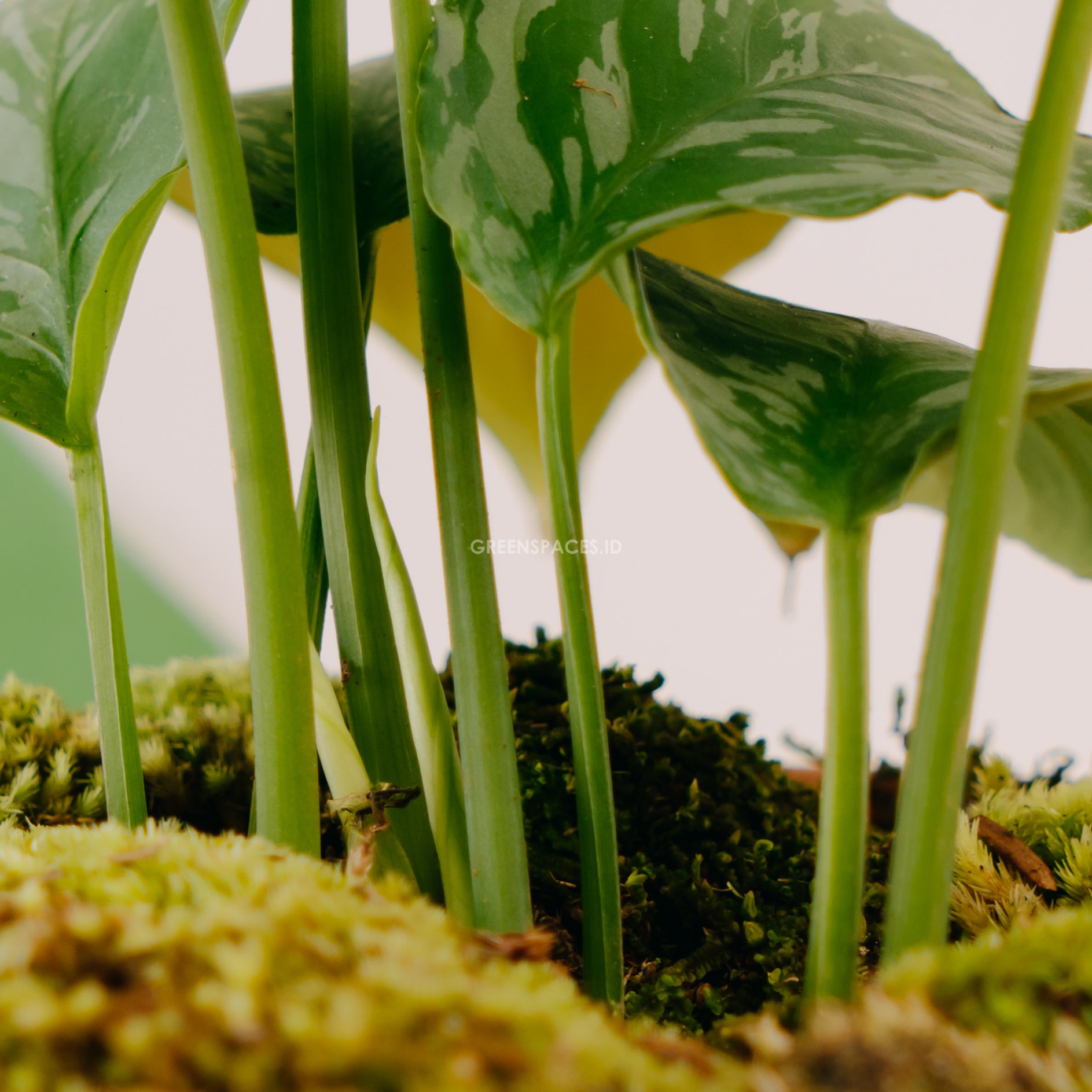 Homalomena Sp Kalimantan | Greenspaces.id