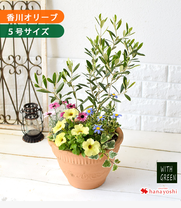 鉢植え オリーブの木 寄せ植え 5号鉢 ＜テラコッタ鉢でお届け