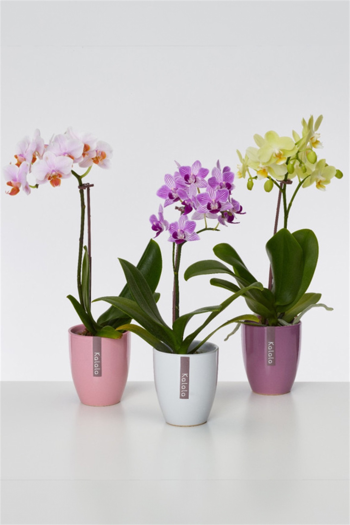 胡蝶蘭 ミディ カララ L 2.5寸 12入/ケース（陶器鉢） | 花のギフト