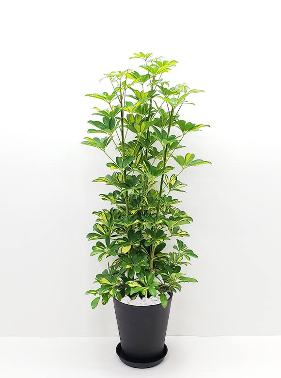 シェフレラ斑入り8号 ホワイトポット | 花のギフト通販なら花百花