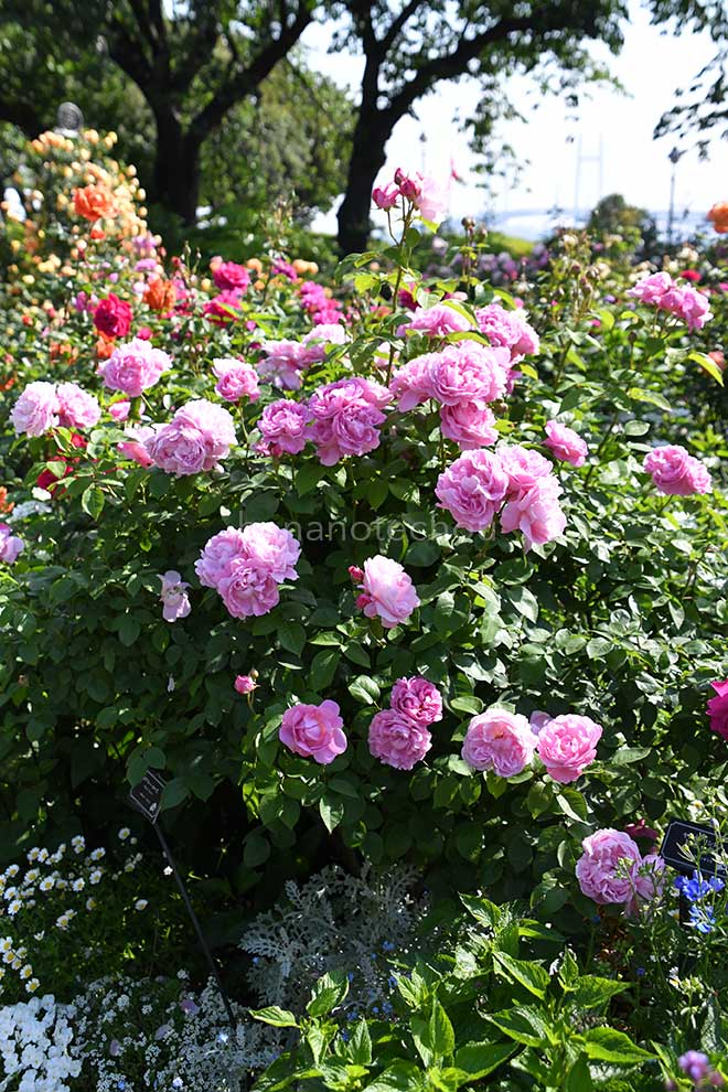 バラ メアリーローズ｜ROSE Mary Rose®｜花の手帖のwebバラ図鑑