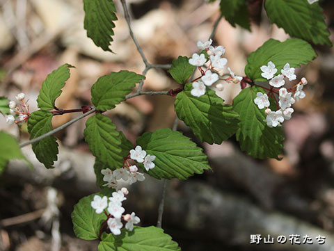 オトコヨウゾメ - 野山の花たち 東北と関東甲信越の花