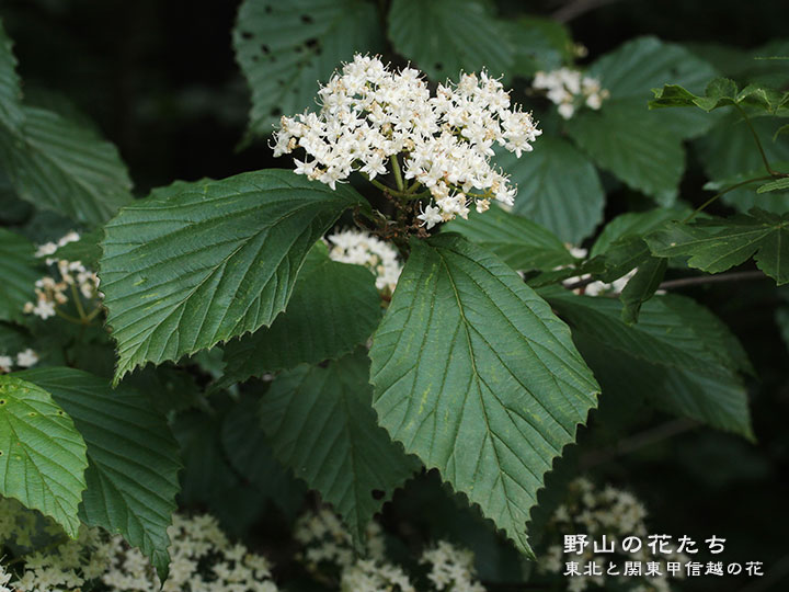 ミヤマガマズミ - 野山の花たち 東北と関東甲信越の花