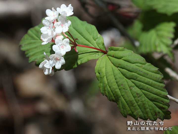 オトコヨウゾメ - 野山の花たち 東北と関東甲信越の花
