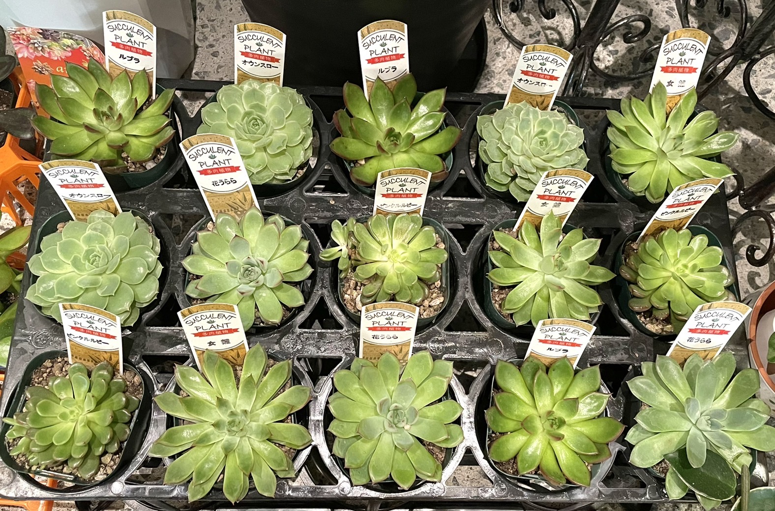 意外と知らない❓多肉植物の基本的な育て方🪴 | 花屋 はな輔