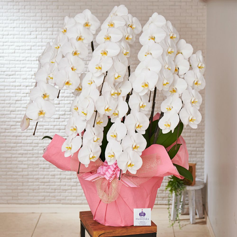 胡蝶蘭 大輪系 8本立ち | 胡蝶蘭専門店 はなやか本店