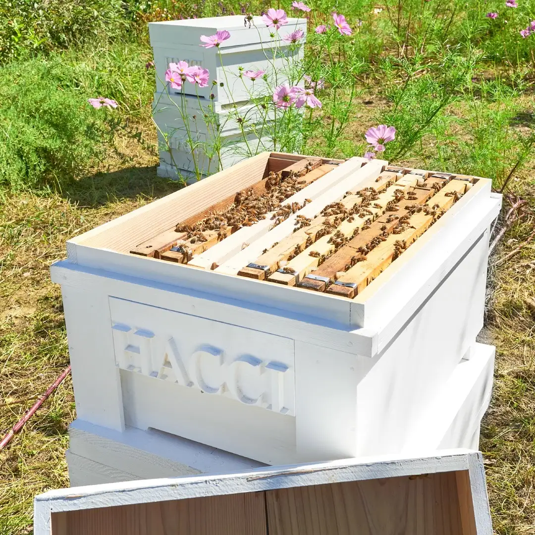 スライドBOX(はちみつユズドリンク、ハンガリー産アカシア、メキシコ産