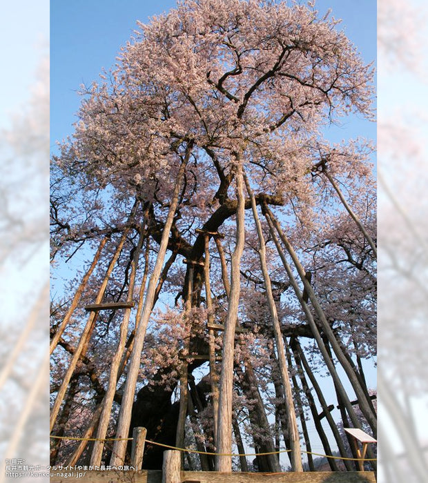 久保桜ブルームピンク | 八文字屋OnlineStore