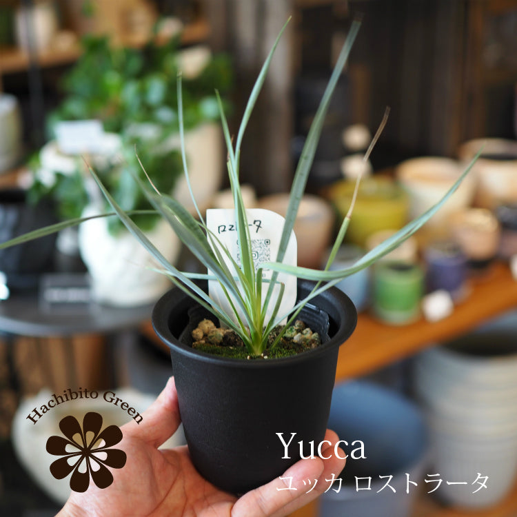 ユッカ ロストラータ 3.5号 – 鉢人