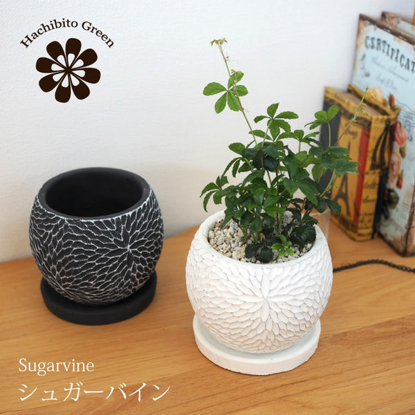 シュガーバイン – 鉢人