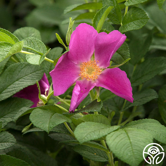 Rosa Rugosa Rugosa Rose | Fragrant Rose Plant – Heirloom Roses