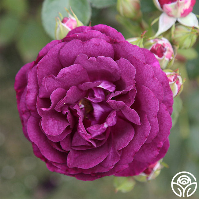 Twilight Zone Grandiflora Rose | Fragrant Rose Bush – Heirloom Roses