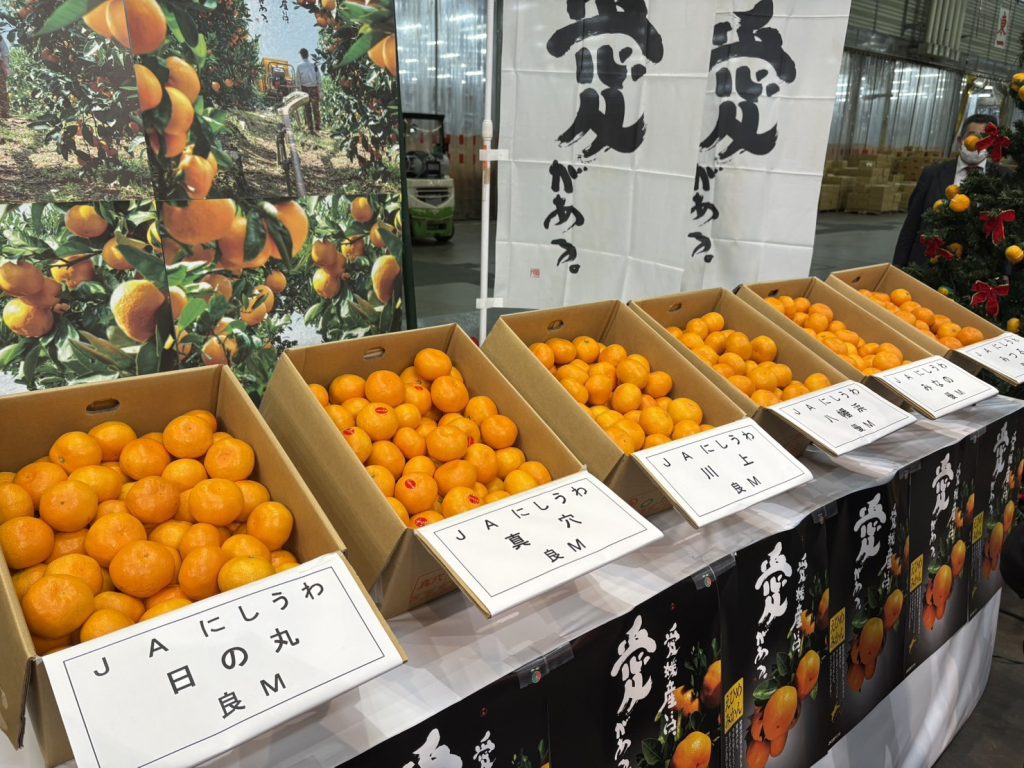 全国初競りで“日の丸みかん”が存在感！ 過去最高単価を記録 - 日の丸共選