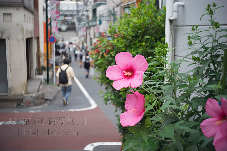 乾いた写りが楽しいんです LOMO Smena-8M用レンズ Triplet-43改造 40mm