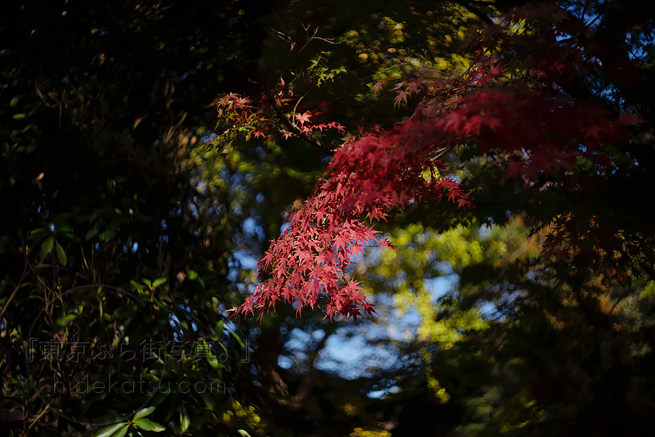 ぐるぐるボケと深いボケのロシアンレンズ Helios 44-2（ヘリオス）58mm