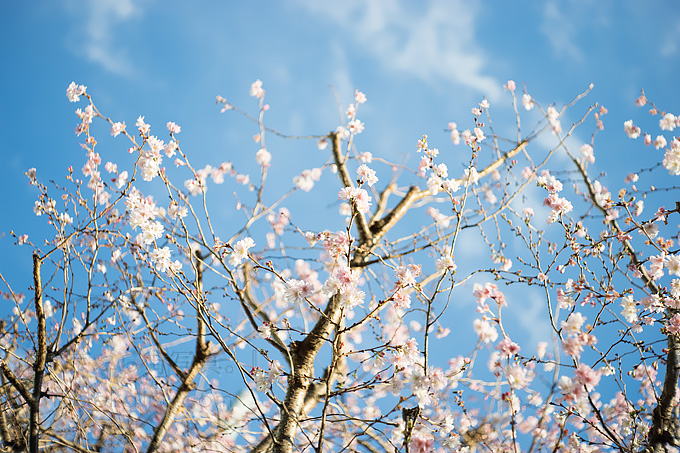 今年も歩きます。元旦1/1からPrimotar 50mmと新宿歩き。強い