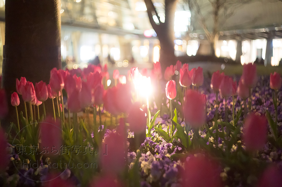 Helios 44 58mmのぐるぐるボケと柔らかな描写健在の1950年製 初代
