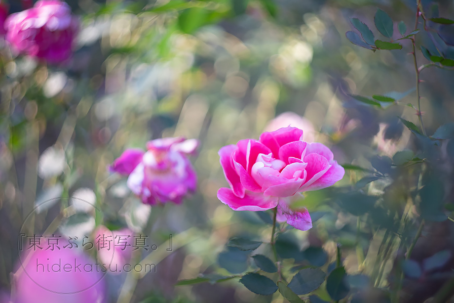 ぐるぐるボケ出し方講座 】オールドレンズ ヘリオスのぐるぐるボケの