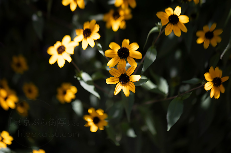 原宿キャットストリートでTessar 50mm f2.8 M42 シルバー銀鏡筒