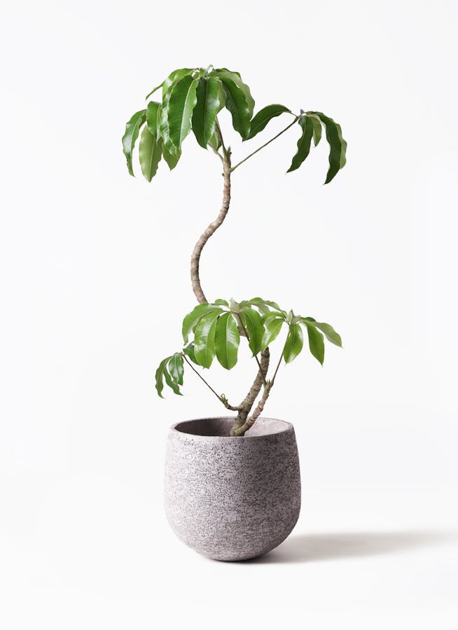 観葉植物 ツピダンサス 8号 曲り エコストーンGray 付き | 観葉植物