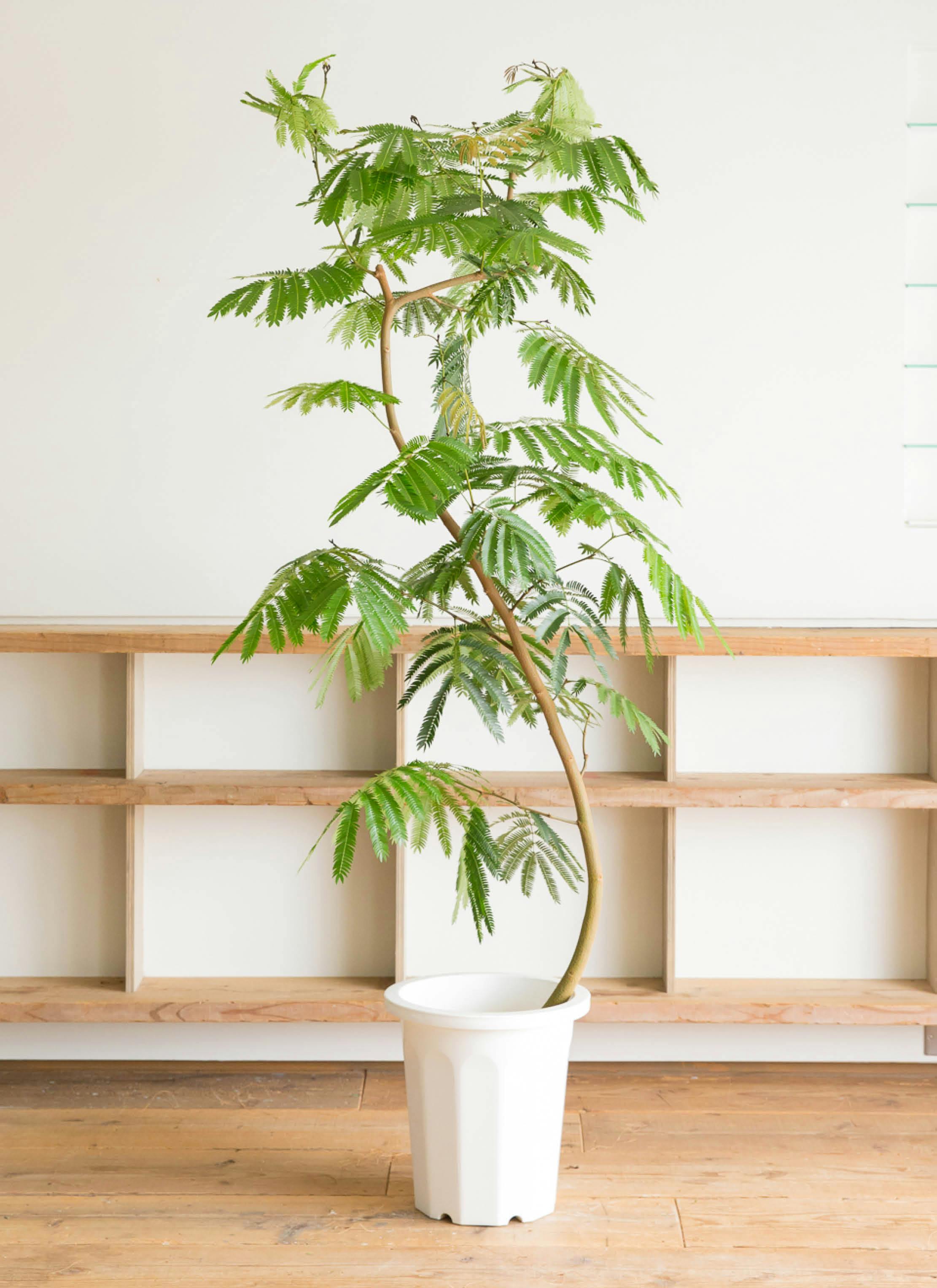 観葉植物 エバーフレッシュ 10号 曲り アートストーン ラウンド グレー