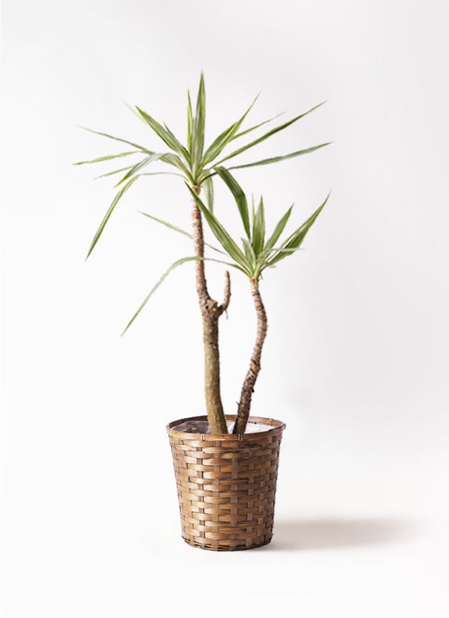観葉植物 ユッカ 8号 斑入り 竹バスケット 付き | 観葉植物なら