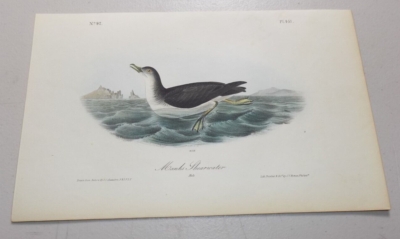 1840 Audubon Bird First Edition Octavo Print MANKS SHEARWATER PL