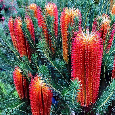 10 Lantern Fireworks (Banksia ericifolia) 