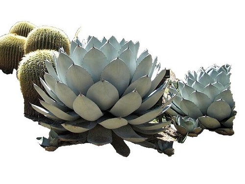 Agave Titanota 