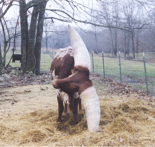 世界一太いツノを持つ牛 - GIGAZINE