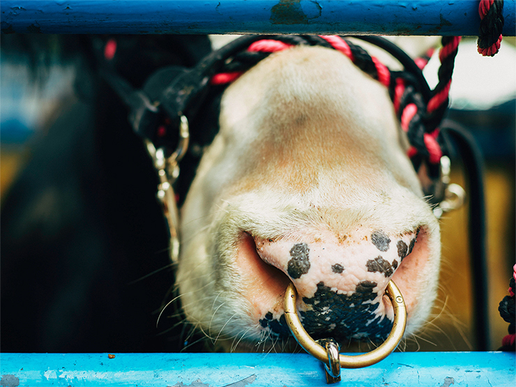 Phase One Schneider Kreuznach 80mm LS f/2.8 Review | PCMag