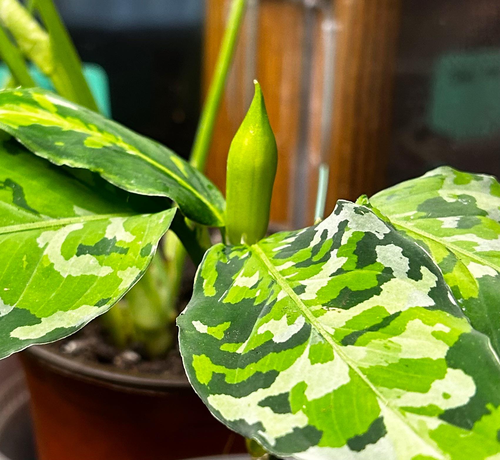 うちの迷彩柄の植物、*Aglaonema pictum tricolor* が花咲いてるっぽい